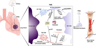 Research advances on signaling pathways regulating the polarization of tumor-associated macrophages in lung cancer microenvironment